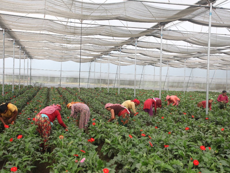 जरबेरा फूलखेतीबाट वार्षिक १० लाख आम्दानी गर्दै गुण्डुका किसान