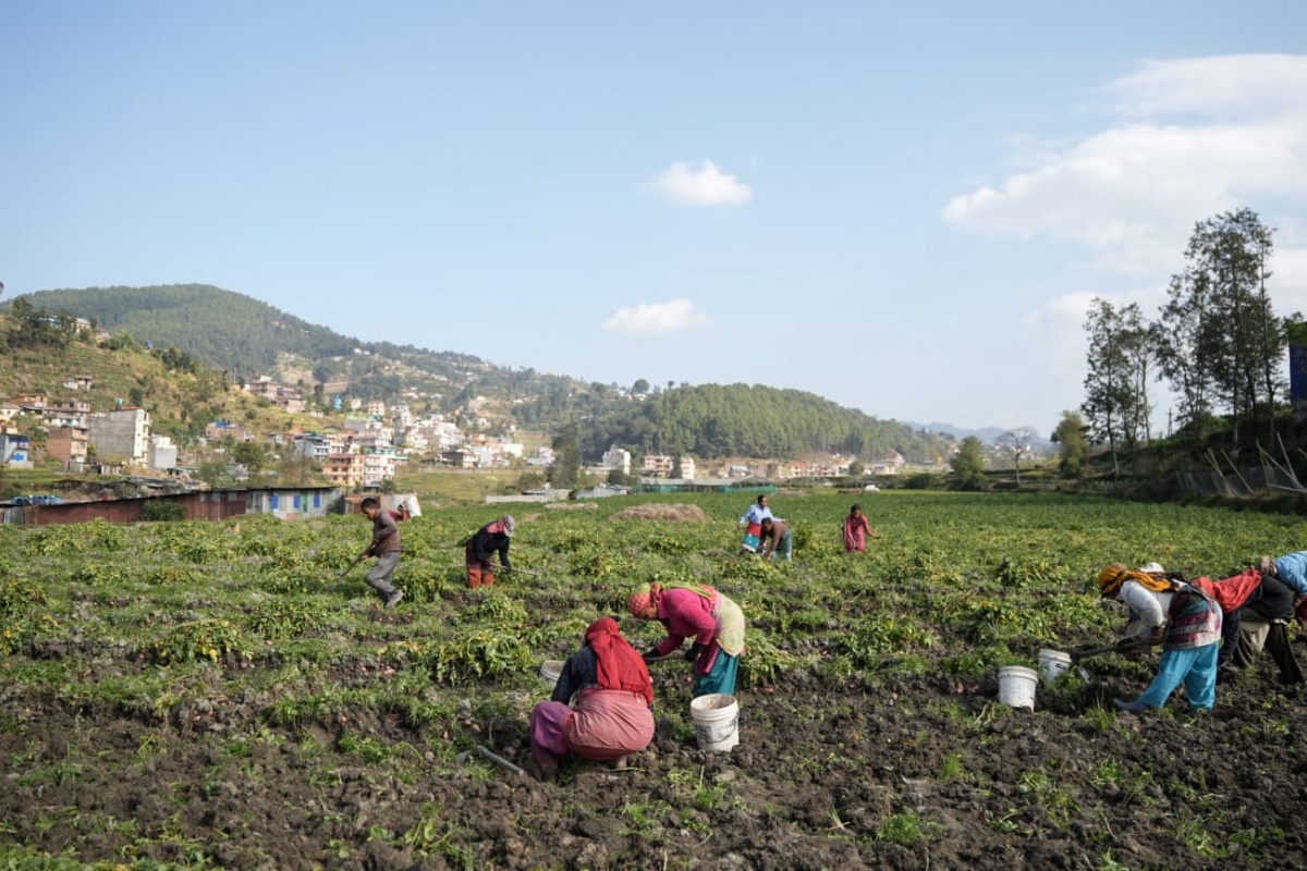 पनौतीका किसानलाई आलु खन्ने चटारो [तस्वीरहरू]