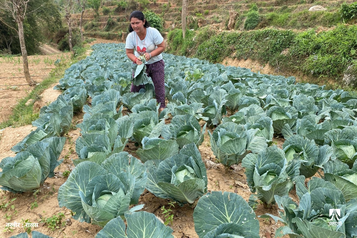अनुदानको आस नगरी व्यावसायिक तरकारीखेतीमा तल्लीन मीना