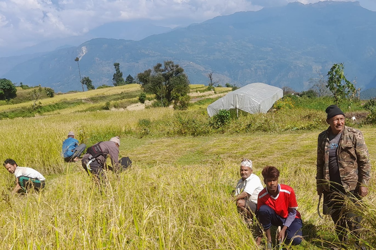 म्याग्दीमा ३५५ रोपनीमा लगाएको धान र कोदो असिनाले नष्ट