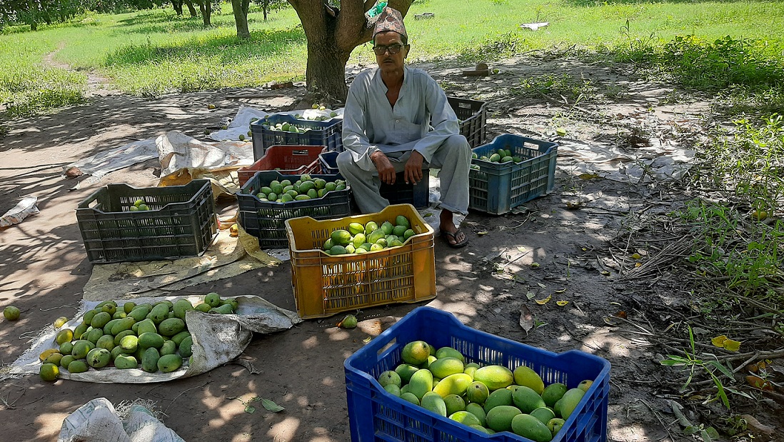 आँप बेचेर वार्षिक ८ लाख बचत