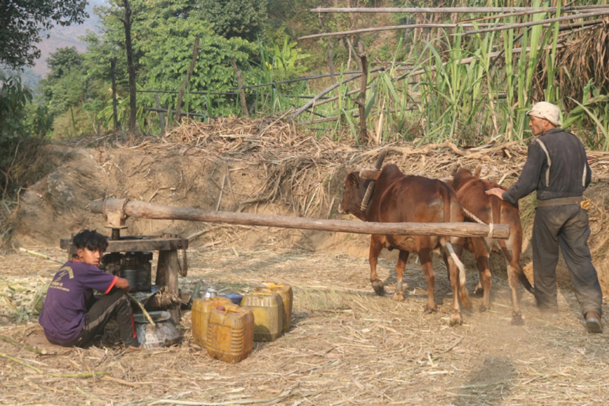 सक्खर बनाउन व्यस्त छन् पिप्लेबेँसीका किसान