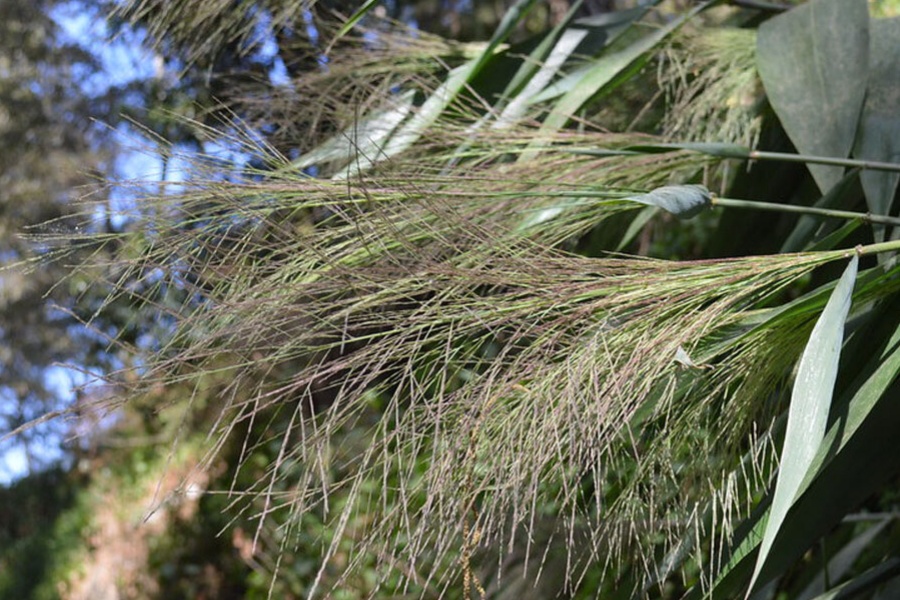 अम्रिसोको मूल्य प्रतिकिलो १५०, किसान उत्साहित 