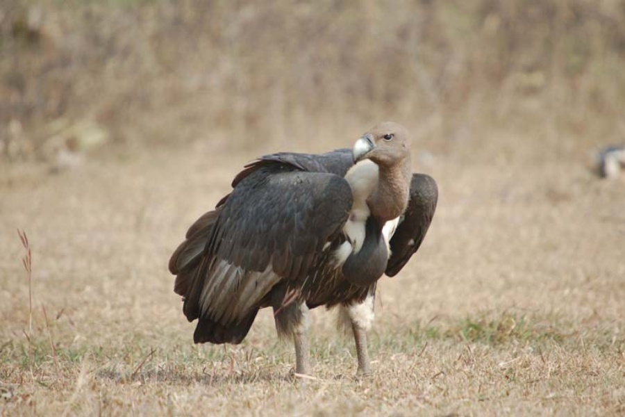 चार सय प्रतिशतले बढ्यो गिद्धको संख्या