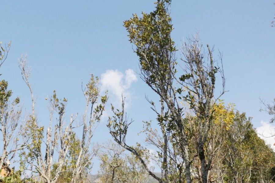 लमजुङमा रोगले सुन्तला सखाप, पलायन भए किसान