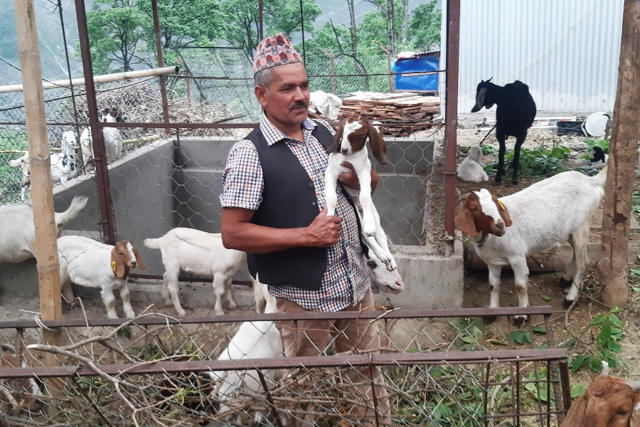 वैदेशिक रोजगारी छाडेर स्वदेशमा बाख्रापालन