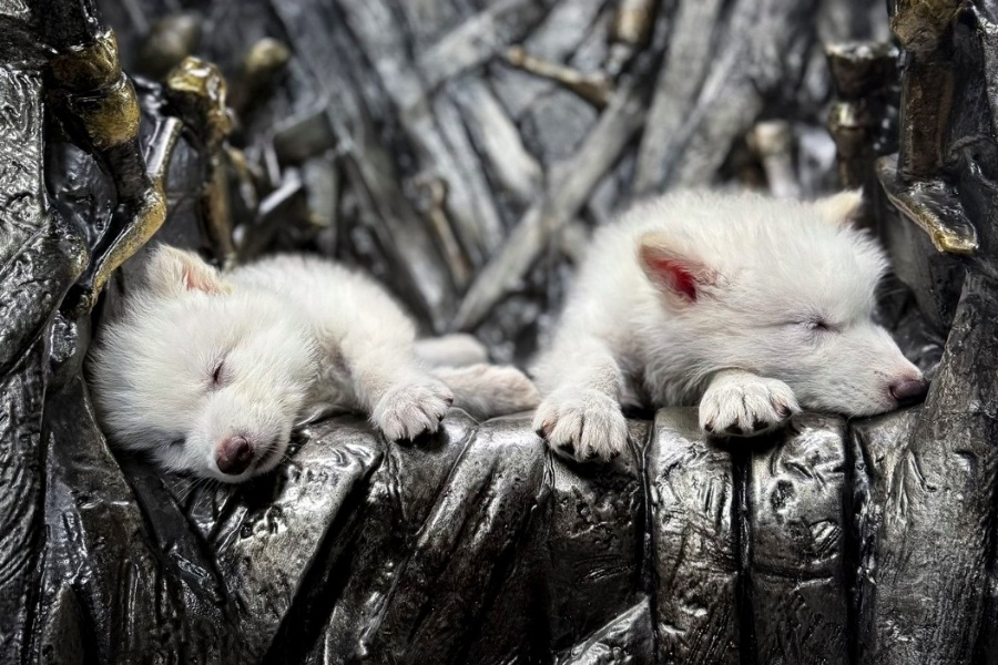 विज्ञानको चमत्कार: फर्कियो १२ हजार वर्षपहिले लोप भएको ब्वाँसो