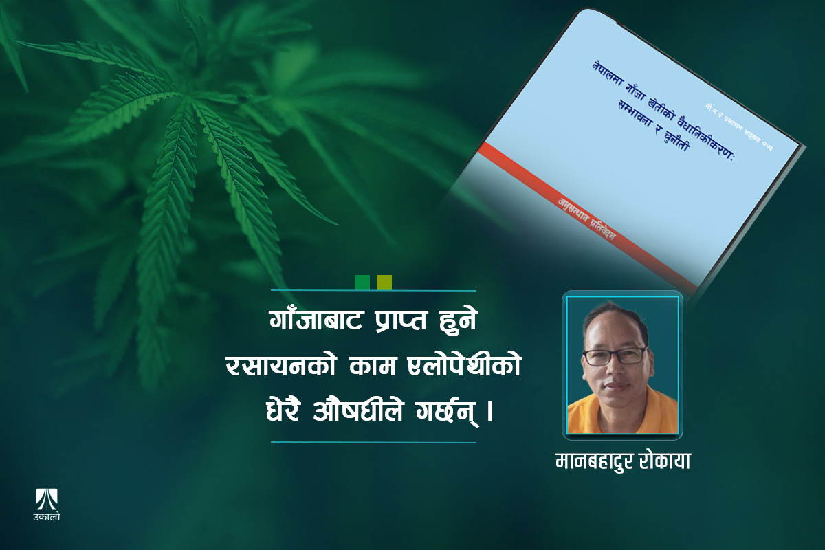 गाँजा वैधानिकता बहस: नीति अनुसन्धान प्रतिष्ठानको प्रतिवेदन चिरफार 