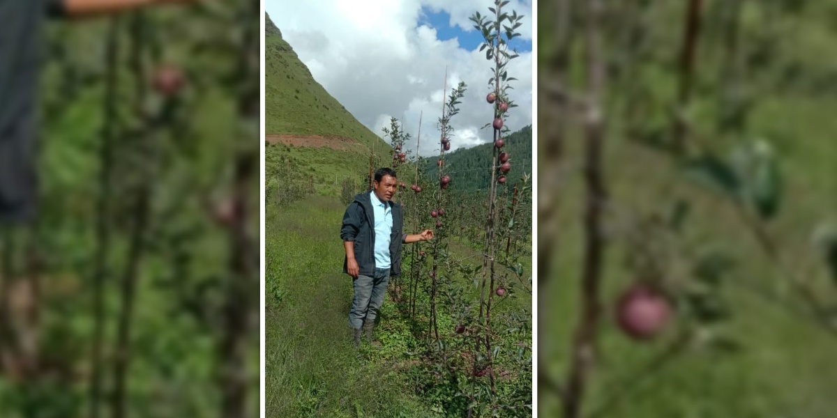 ढोरपाटनमा ६ युवाको सामूहिक स्याउखेती