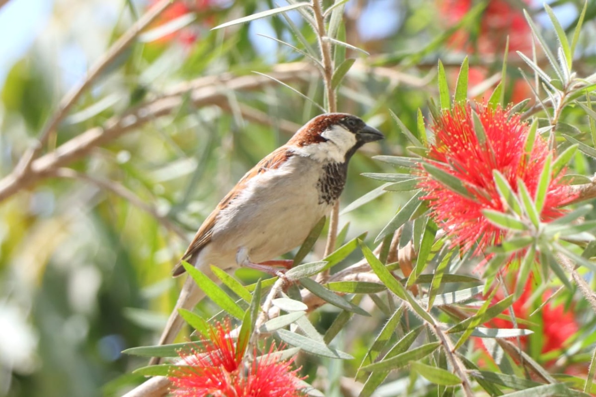 सुनिन छाड्यो भँगेराको चिरबिर आवाज