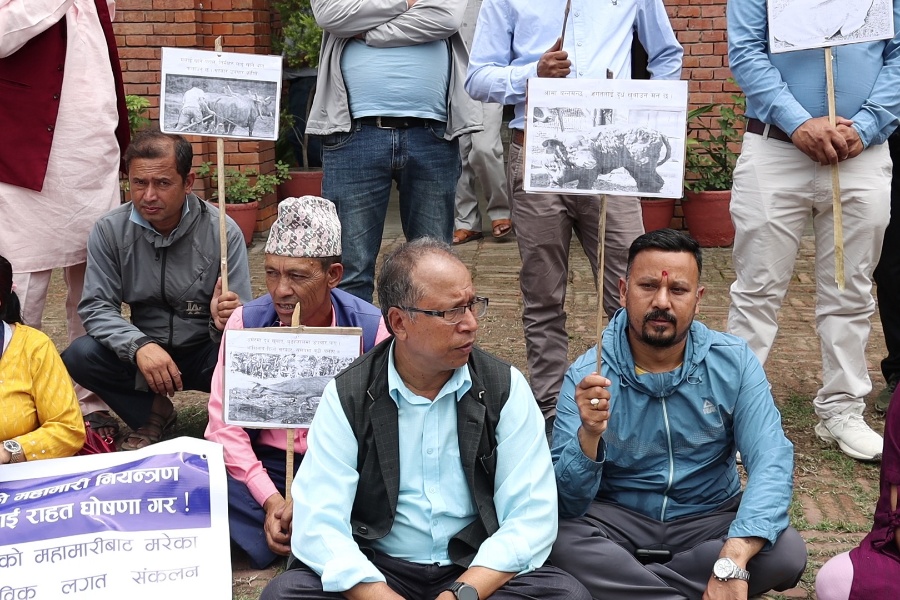 लम्पी स्किन नियन्त्रण र क्षतिपूर्तिको माग गर्दै किसानको धर्ना