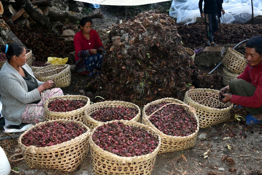 पूर्वी नाकाबाट २ अर्ब ५९ करोडको चिया र सवा अर्बको अलैँची निर्यात