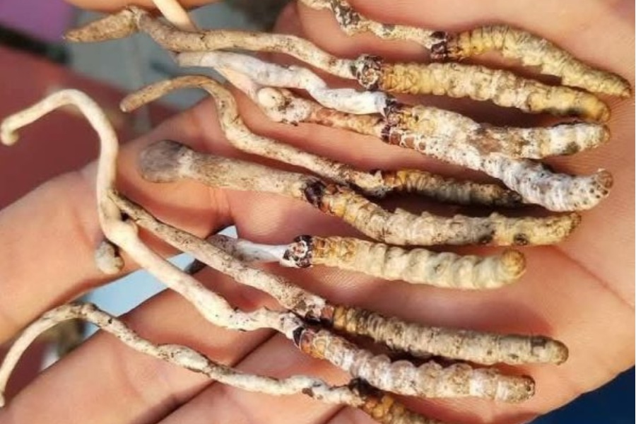 सुन्तला लगाउने बारीमा भेटिएका वस्तु यार्सागुम्बा भएको पुष्टि