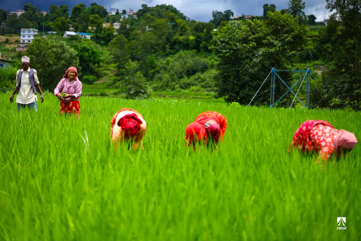 धान गोड्न व्यस्त किसान (तस्वीरहरू)