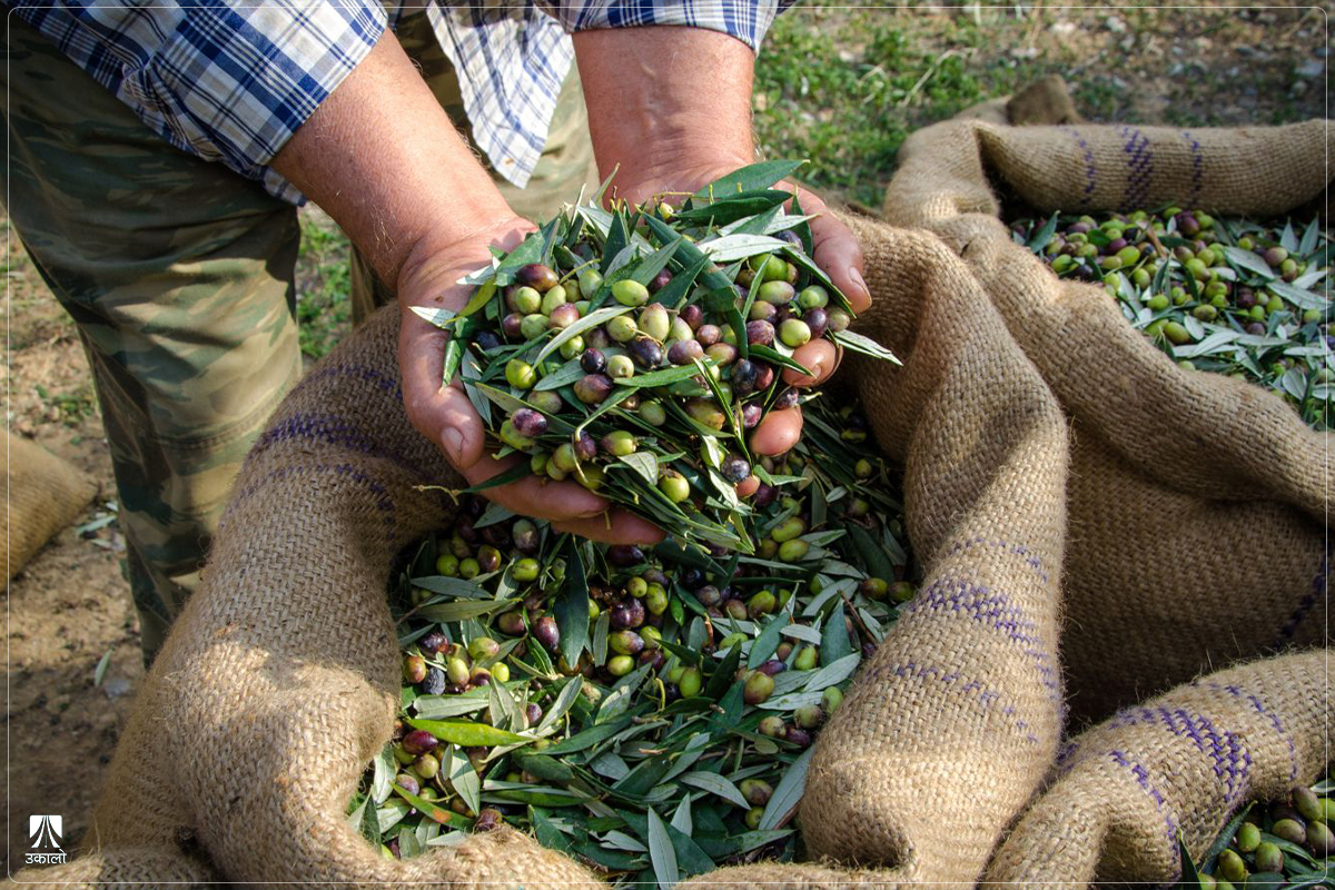 जैतुनको अध्ययनमा ठूलो लगानी, सम्भावना देखिएपछि मर्न छाडियो बोट