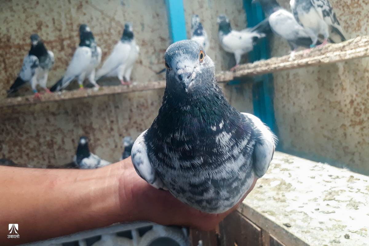 परेवासँग नजिकिँदा रोगको जोखिम, ज्यानै लिन सक्छ फोक्सोको संक्रमणले