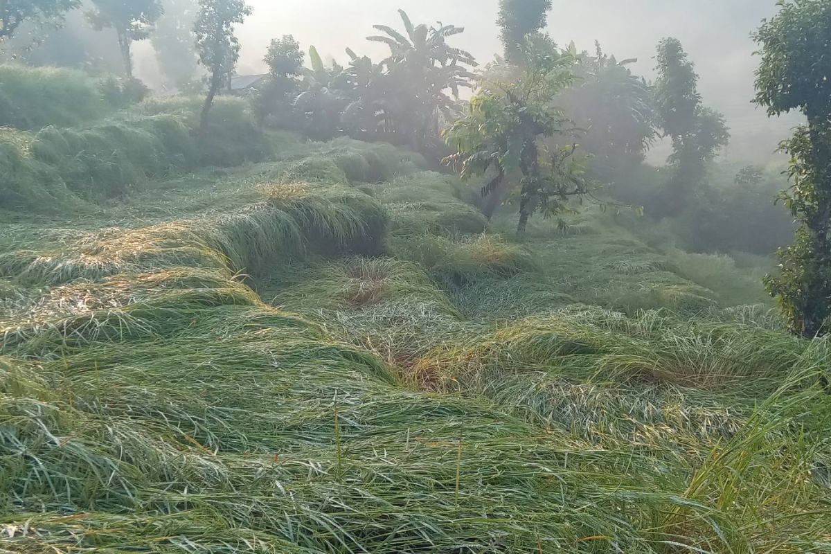 पर्वतमा पाक्न लागेको धानबालीमा असिनाले क्षति