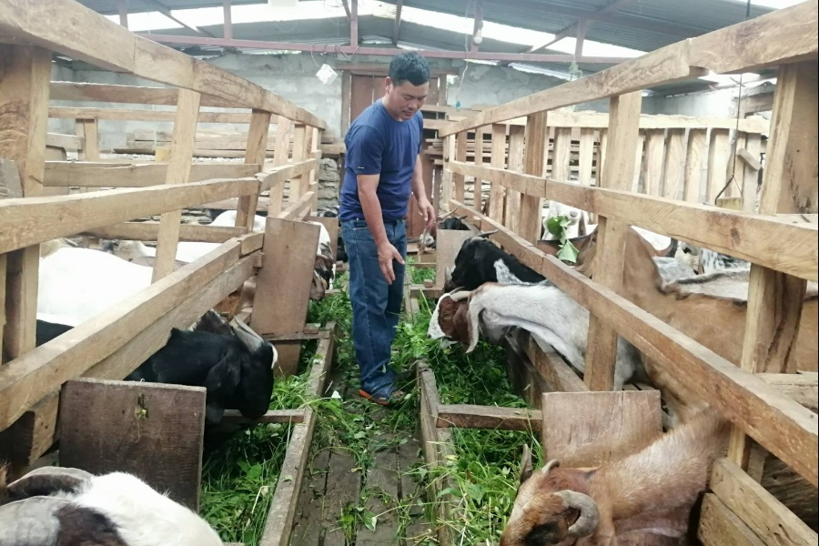 म्याग्दीको खानीगाउँमा फस्टाउँदै बाख्रापालन