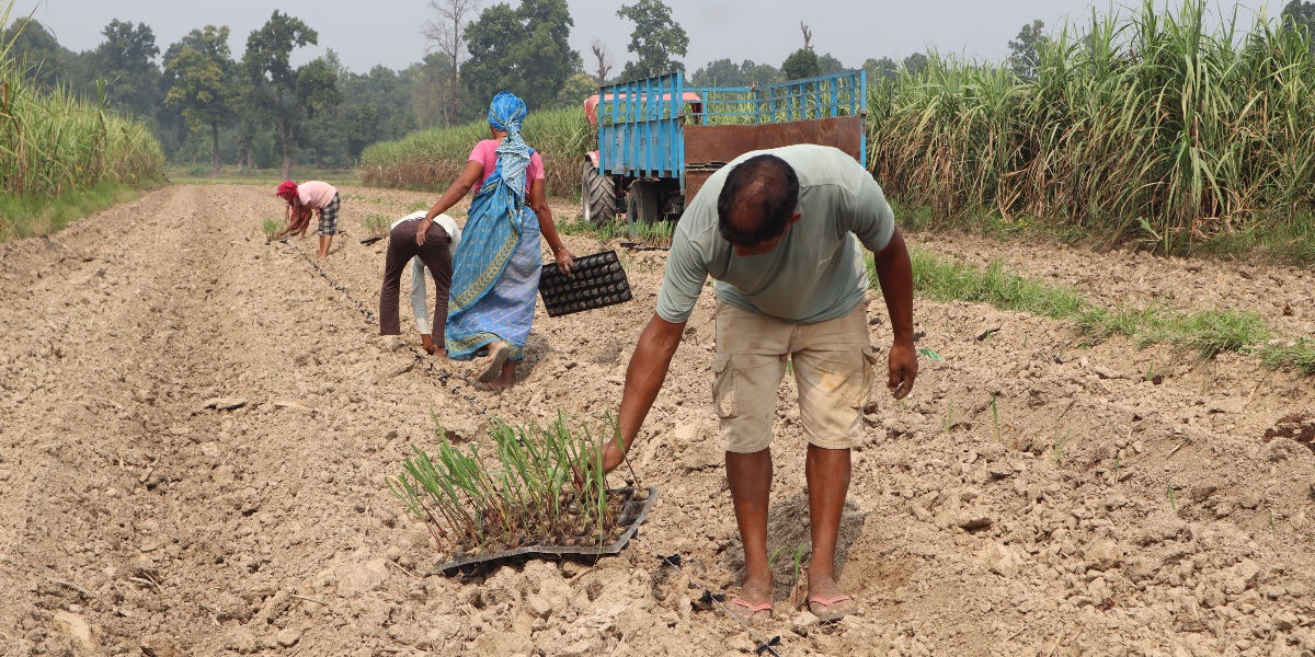 खेतीमा प्रविधिको प्रयोगले बढायो आम्दानी