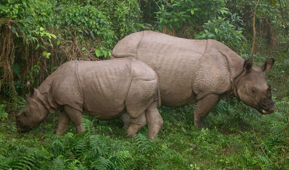 यूएसएआईडीको कार्यक्रम रोकिँदा गैँडा गणना अन्योलमा