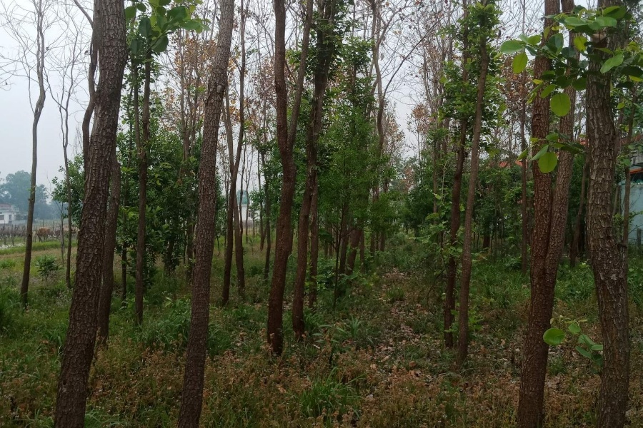 कञ्चनपुरमा रक्तचन्दन र श्रीखण्डको व्यावसायिक खेती