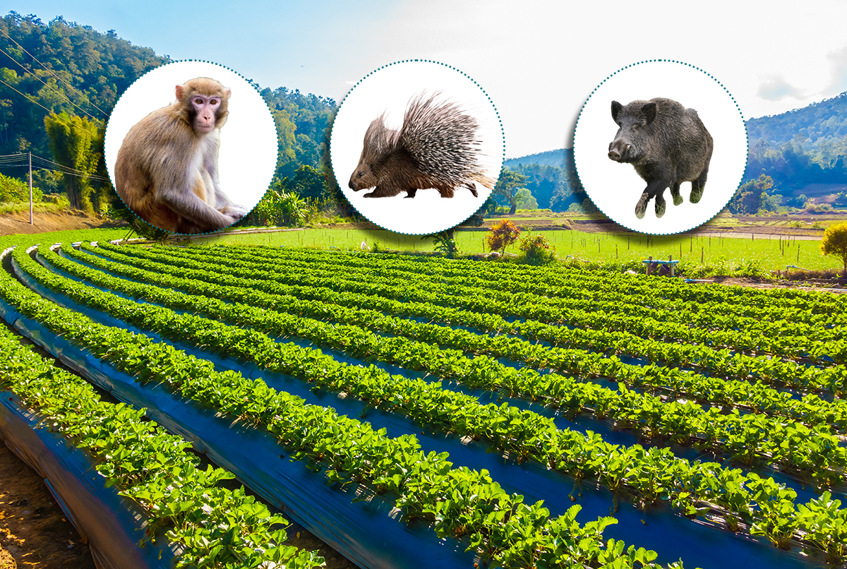 वन्यजन्तु आतंकले बाली जोगाउनै मुस्किल