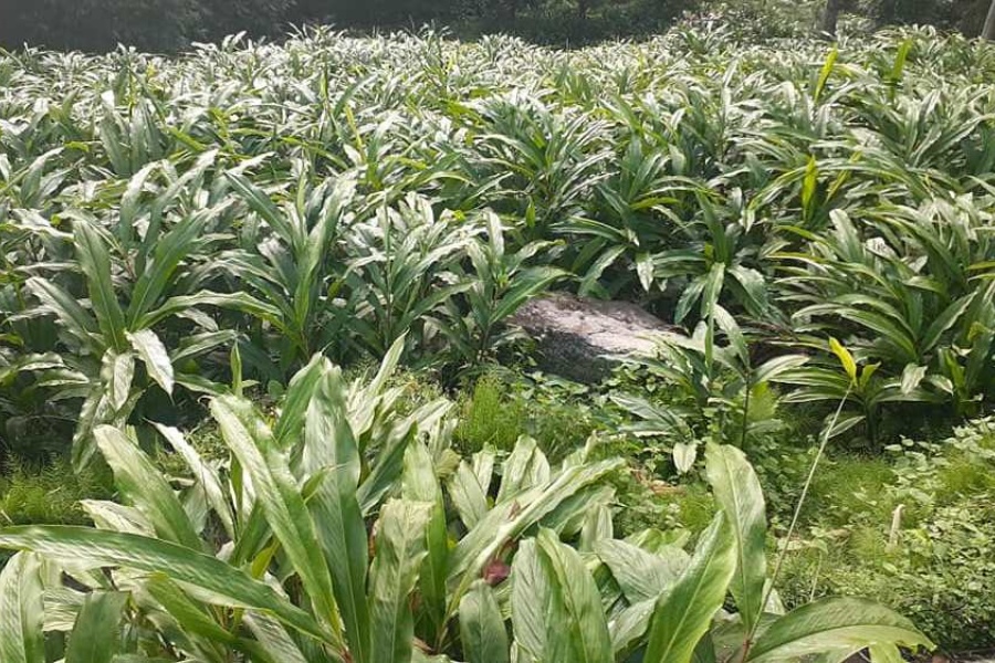 अलैँचीको मूल्य उच्च भएपछि बिरुवाको माग बढ्यो