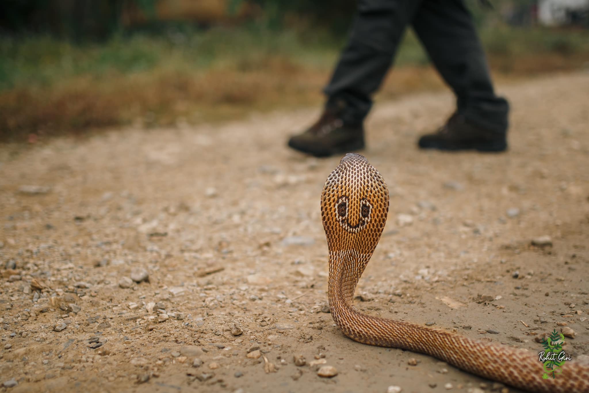 सर्पदंशबाट बर्सेनि ३ हजारको मृत्यु, कसरी जोगिने?