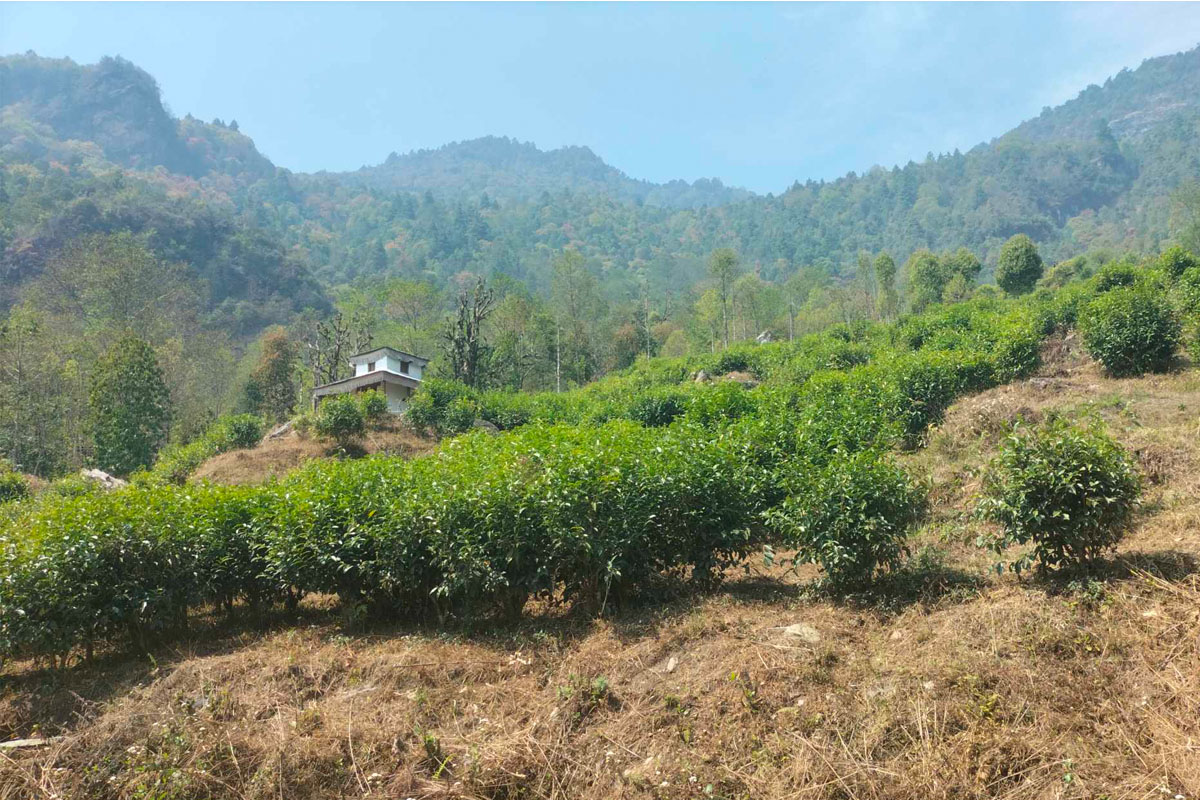 म्याग्दीको सिद्धभूमे सामुदायिक वनमा चियाखेती