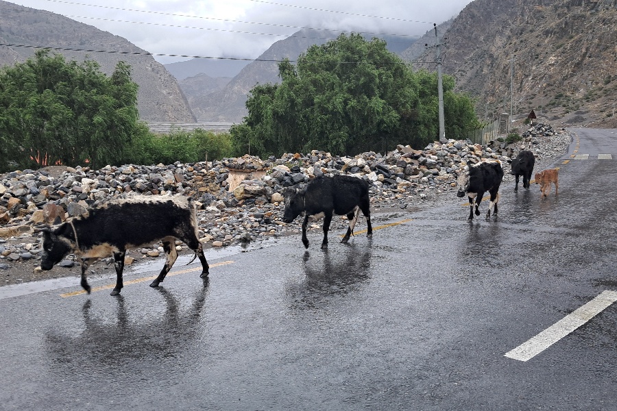 हिमाली जिल्लाका लुलु गाई: संरक्षणतर्फ ध्यान नपुग्दा लोप हुने खतरा