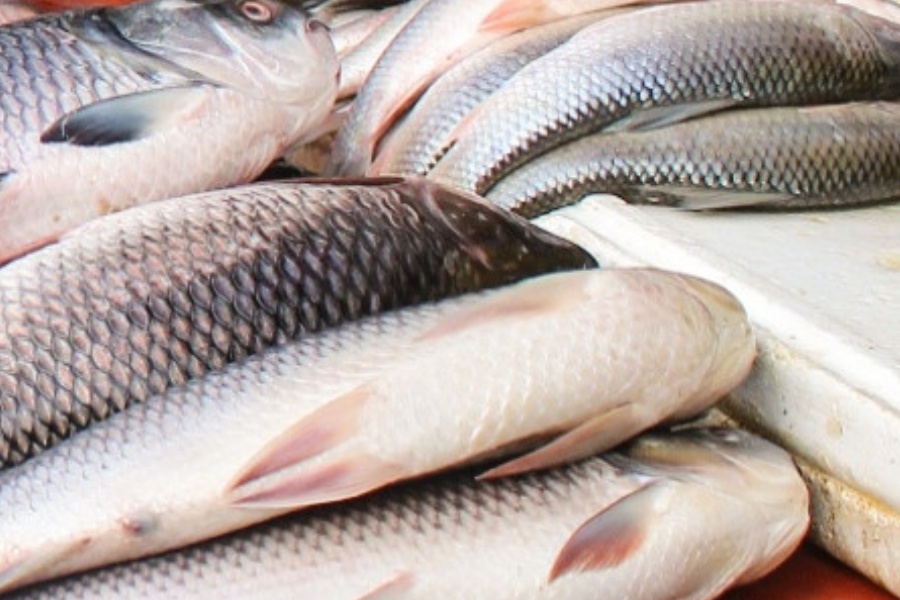 भारतीय माछाका कारण नेपाली माछाले पाएन बजार