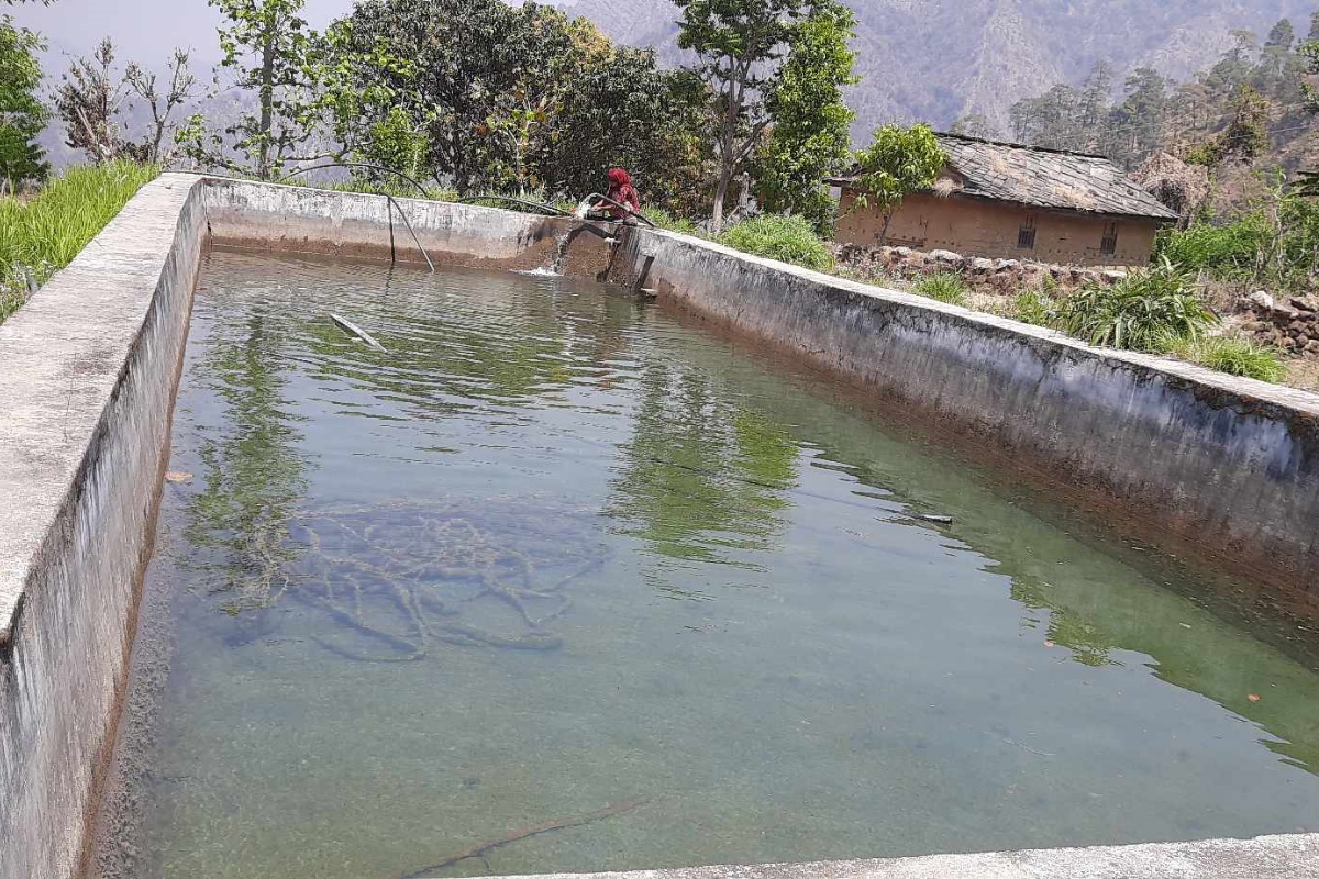 पोखरीमा पानी संकलन गरेर सागसब्जी फलाउँदै कैलालीका किसान