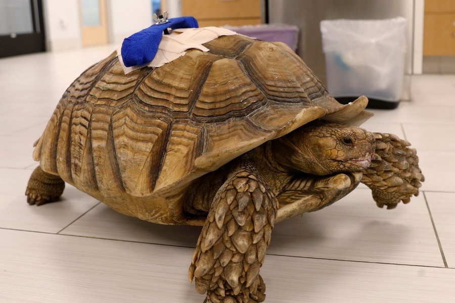 कछुवालाई घाइते बनाएका व्यक्तिलाई १० वर्ष जनावर पाल्न रोक