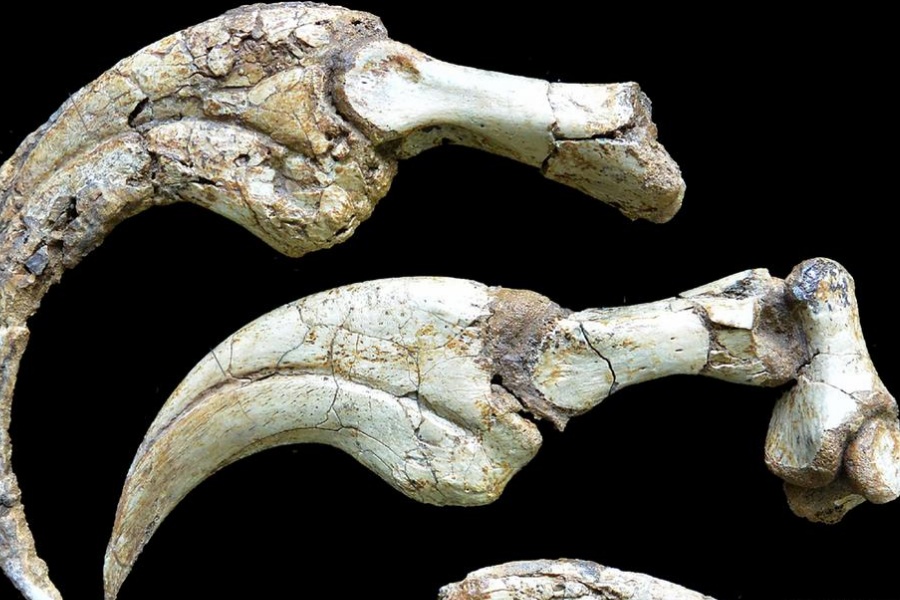 करोडाैँ वर्षअघि पृथ्वीमा हुने गर्थ्यो १ फिट लामा नंग्रा भएको डाइनोसर