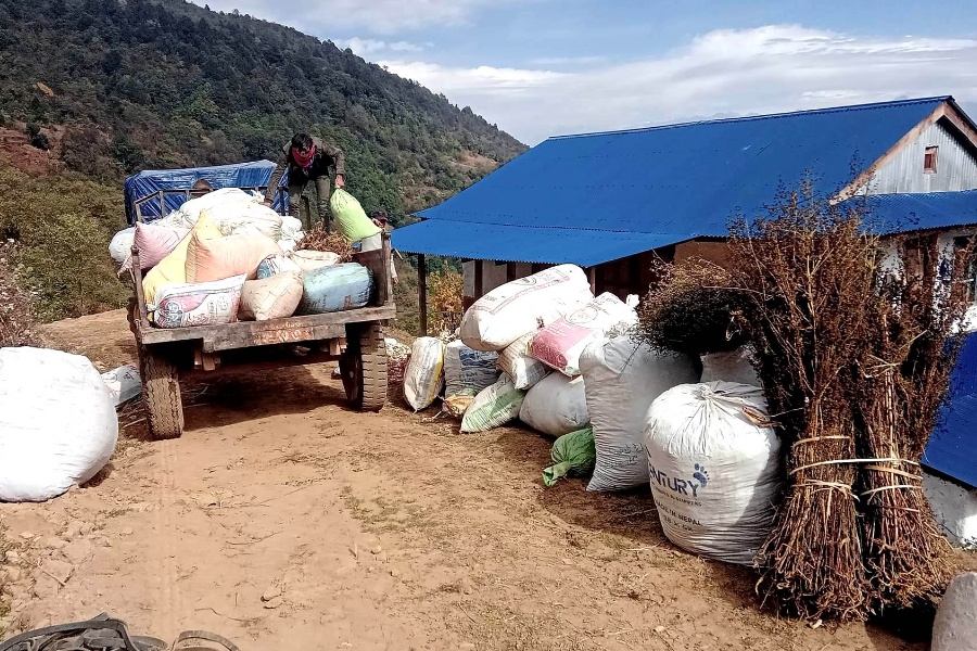 चिराइतोको मूल्य वृद्धिले  किसान उत्साहित