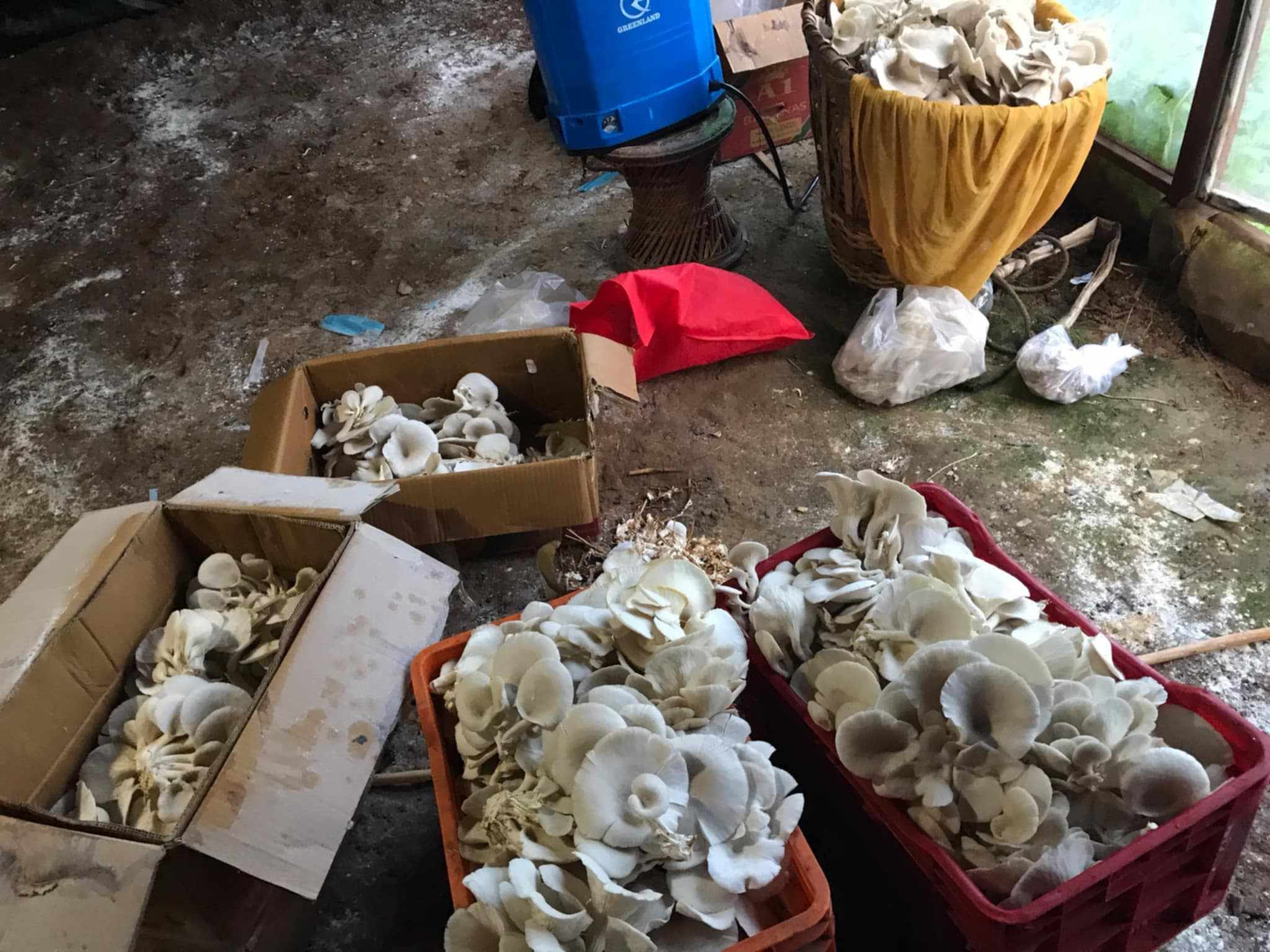 भैँसी बेचेर च्याउखेती