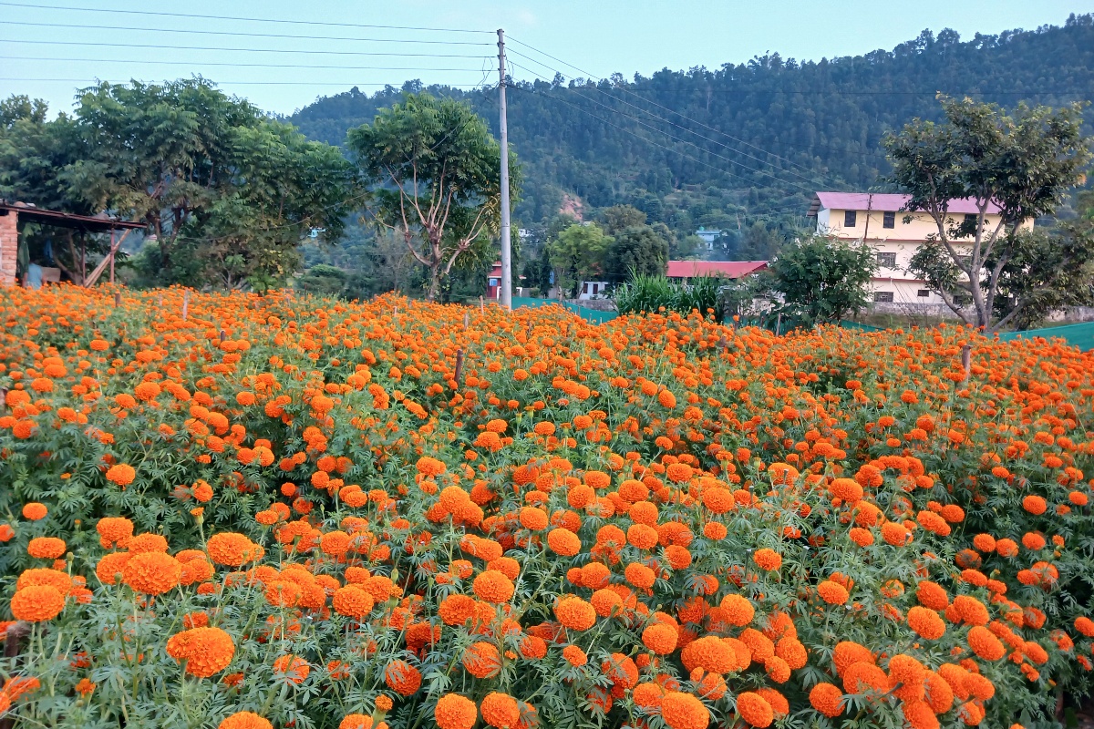 रामपुरको एउटै फार्मबाट बिक्यो २ लाखको फूल