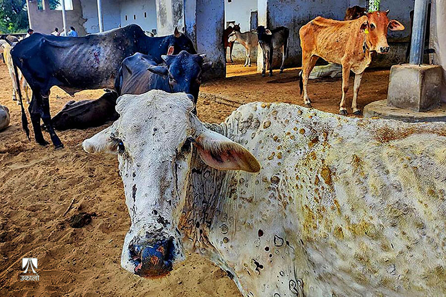 देशभर लम्पी स्किन रोगको महामारीबाट १० हजार पशुको मुत्यु, सरकारी उदासीनताले  किसानलाई दोहोरो चिन्ता