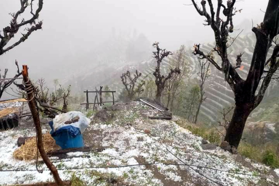 असिनापानीले पाक्न लागेको हिउँदेबालीमा क्षति