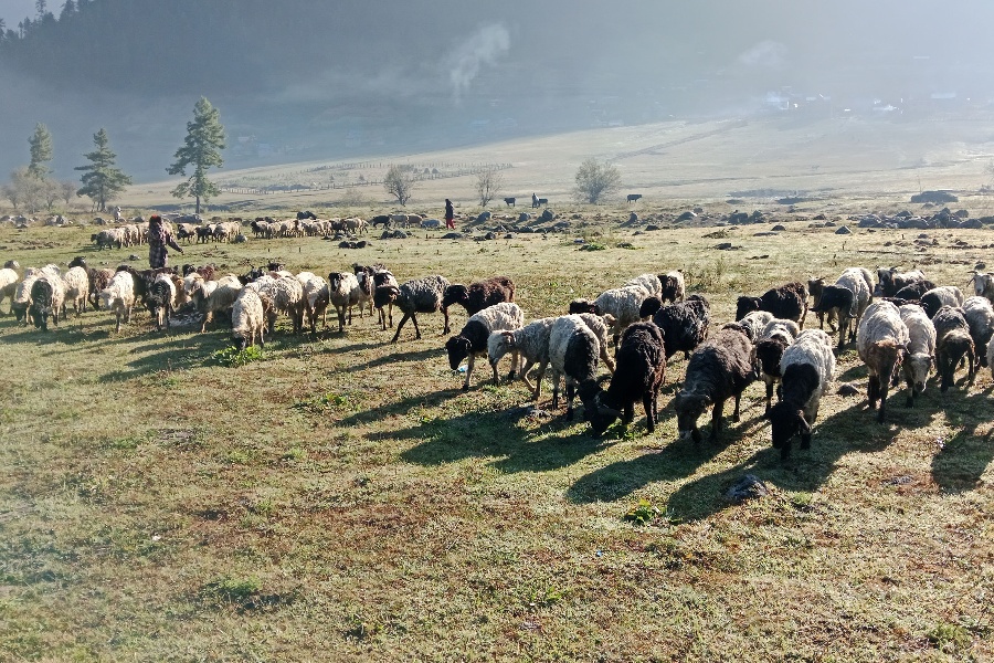 जुम्लामा दशैँको समयमा मात्रै १६ करोडभन्दा बढीका भेडा तथा खसीबोकाको कारोबार