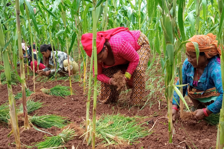 घट्न थाल्यो कोदोखेती, माग भने बढ्दो