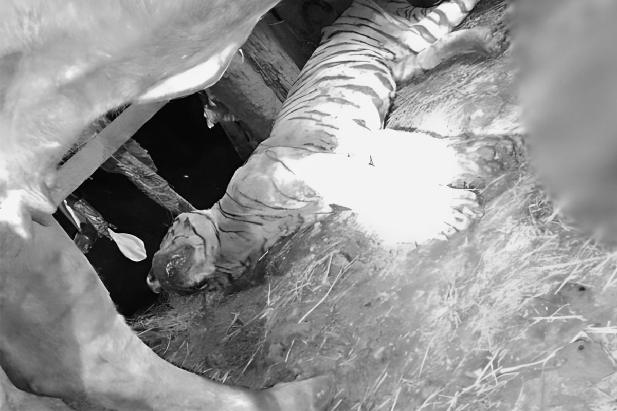 भैँसी गोठमा मृत भेटियो बाघ