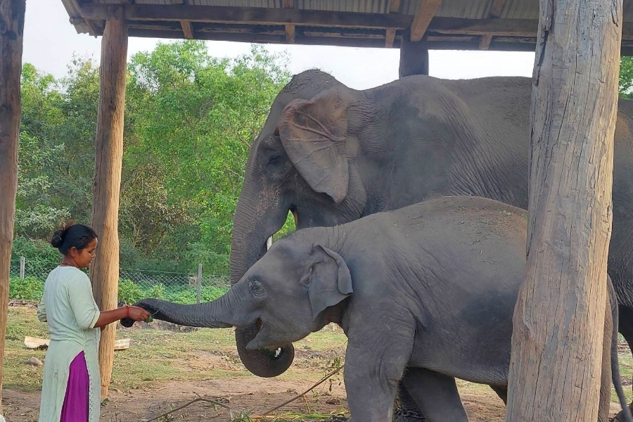 ‘शेषराजगज’को स्याहारमा व्यस्त विमला