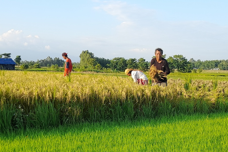 चैतेधानले पायो दोब्बर मूल्य, किसान उत्साहित