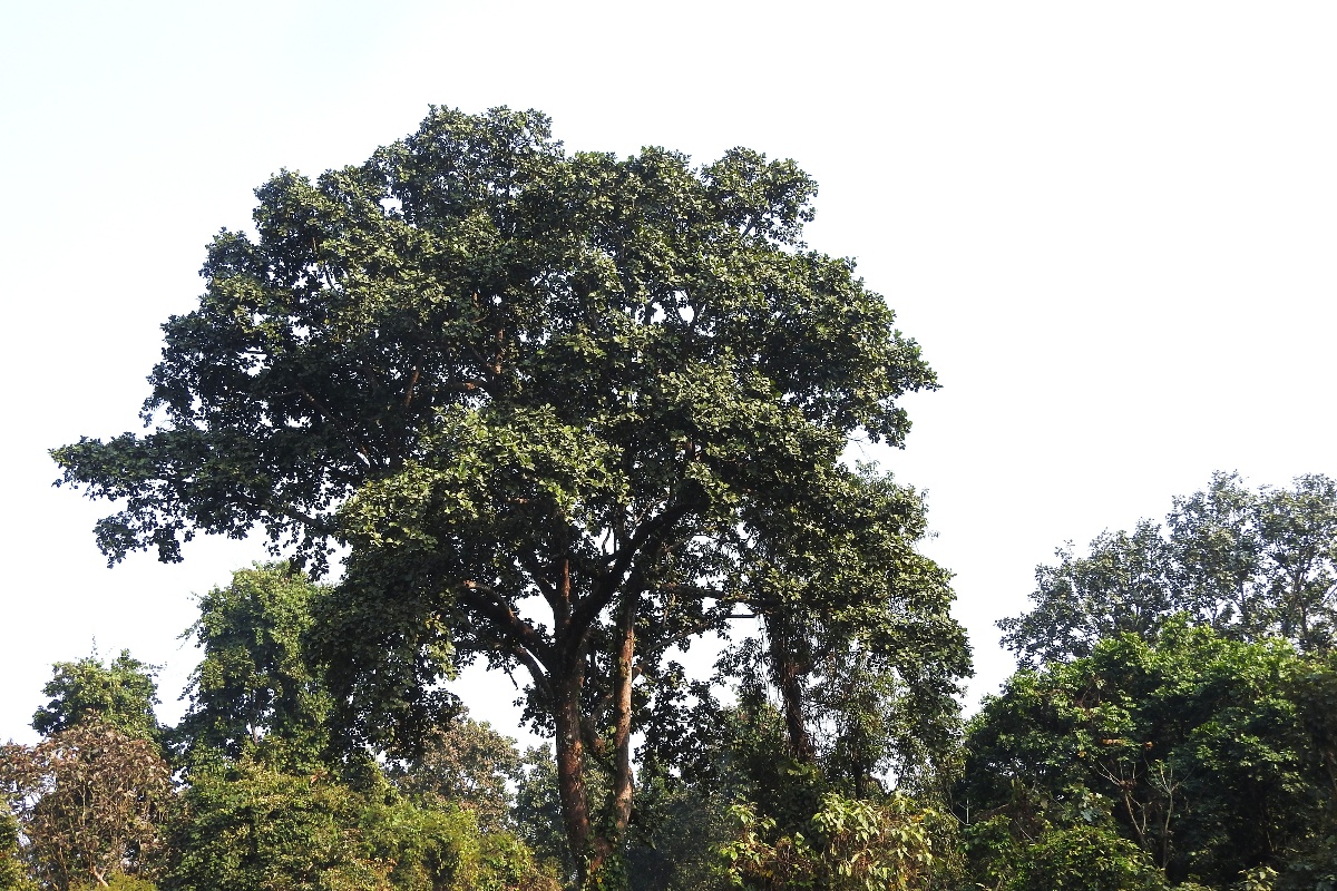 जलथल जंगलका दुर्लभ वनस्पति र जीव लोप हुने खतरामा