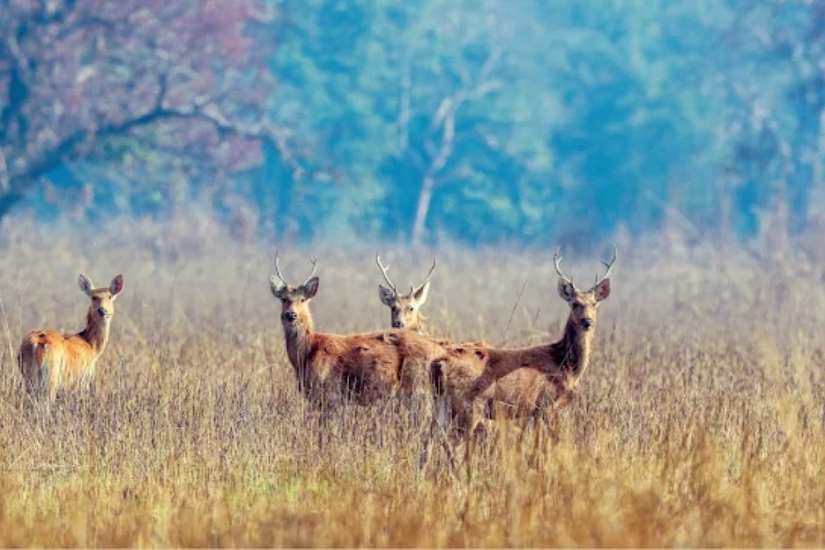 दुर्लभ वन्यजन्तुको आश्रयस्थल बन्दै शुक्लाफाँटा