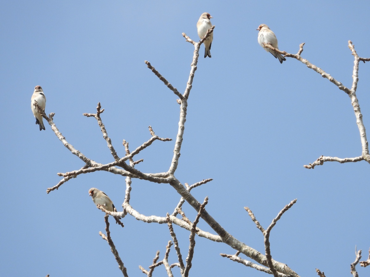 गुल्मीको रेसुंगा र मदानेमा भेटिए ८ नयाँ प्रजातिका चरा