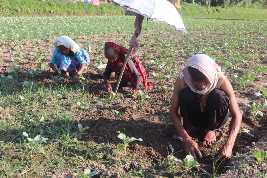 व्यावसायिक तरकारी खेतीमा दोधारा चाँदनीका राना समुदाय  