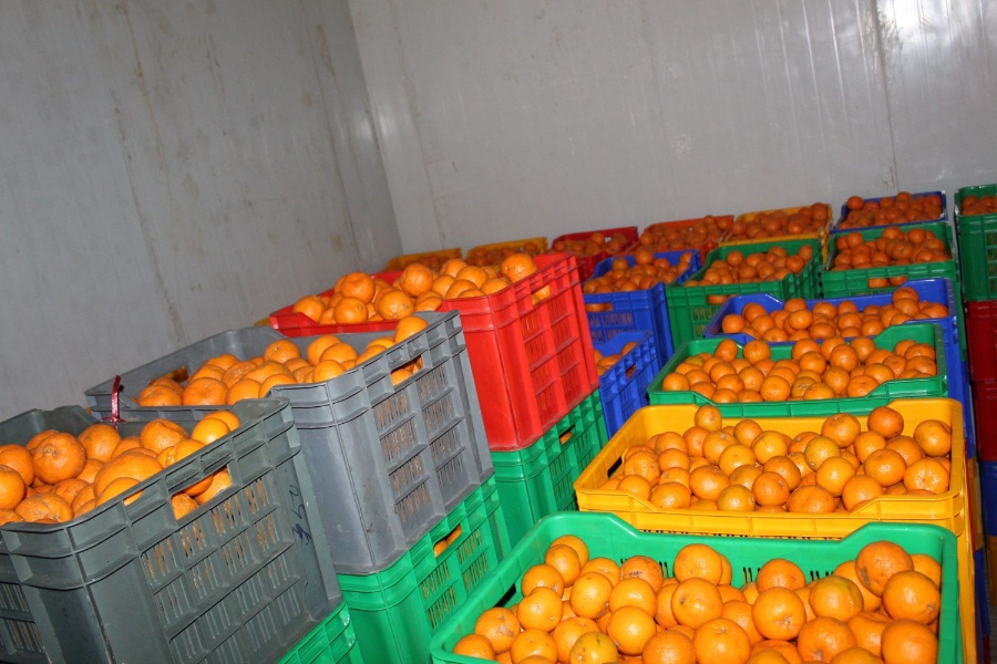 बागलुङमा २४ करोडको सुन्तला उत्पादन    