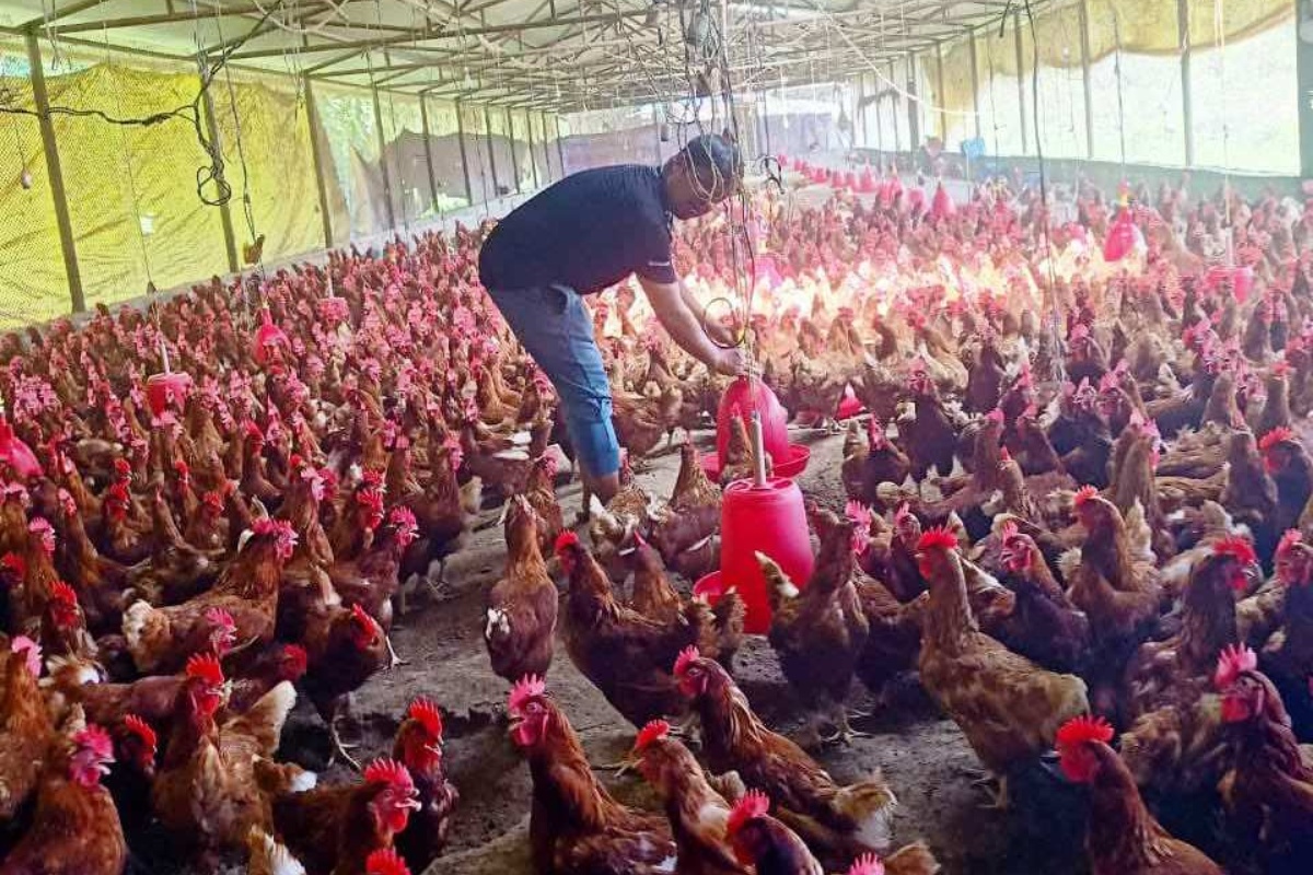 कतारमा १२ वर्ष श्रम, गाउँ फर्किएर डेढ करोड लगानीमा कुखुरापालन 